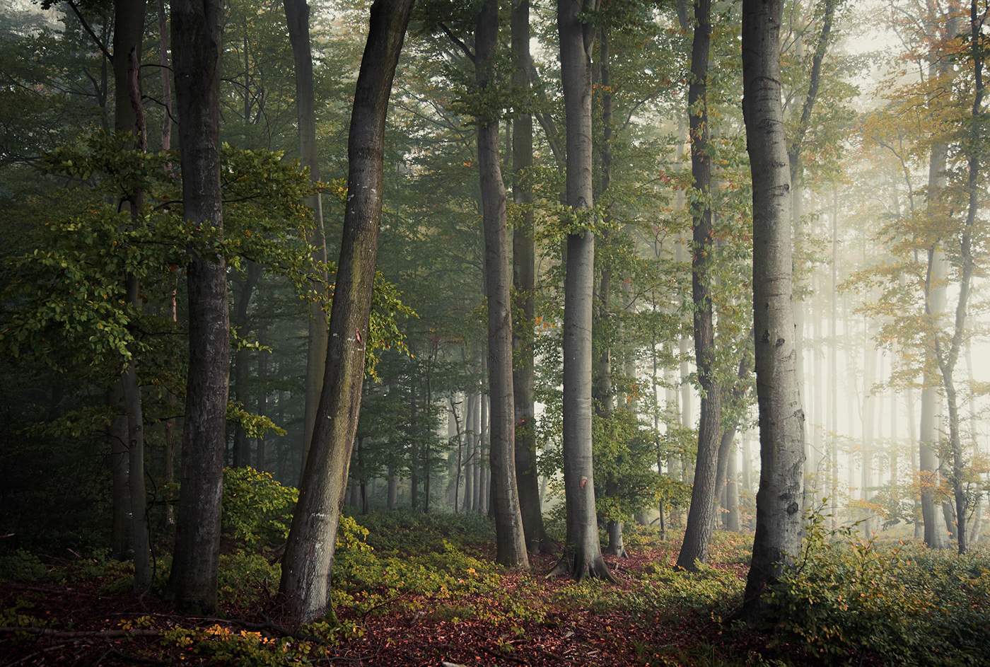 Morning mist drifting between tall beech trees in a quiet forest